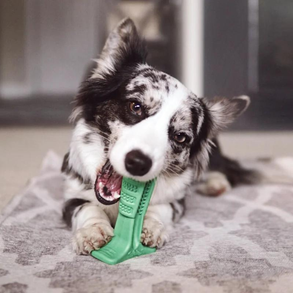 Brosse À Dents Pour Chien