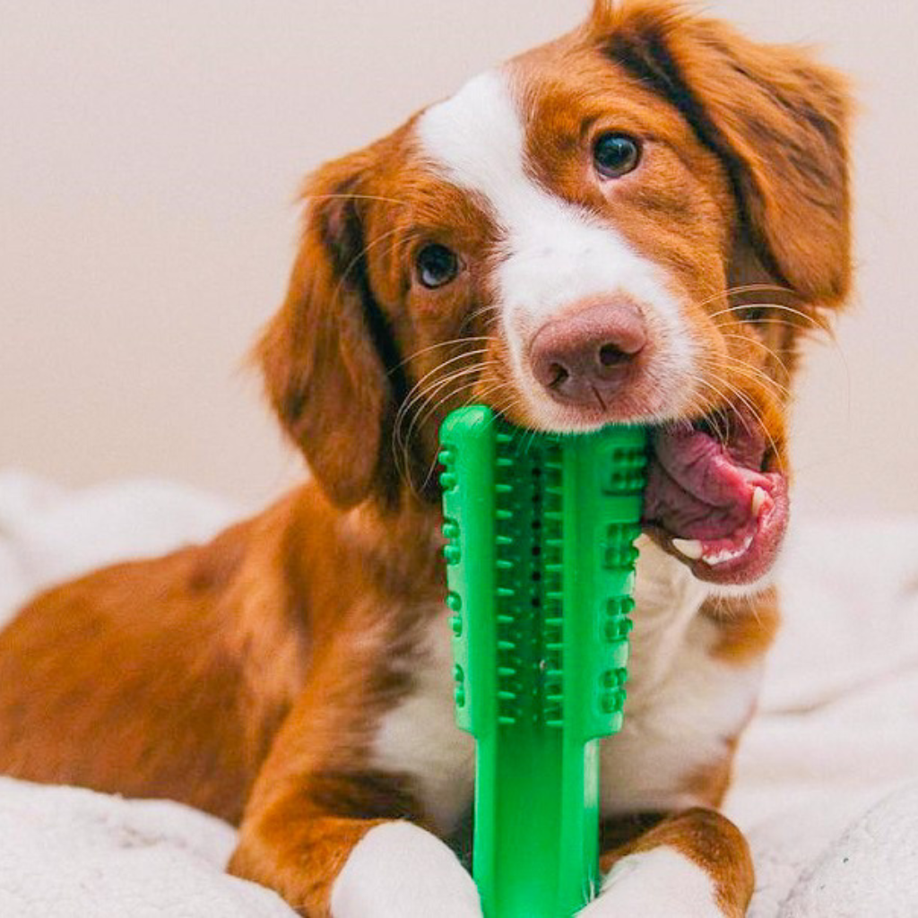 Brosse À Dents Pour Chien