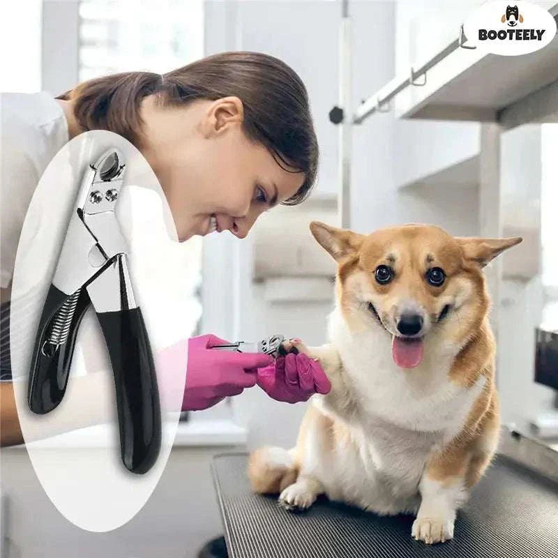 A set of colorful pet harness