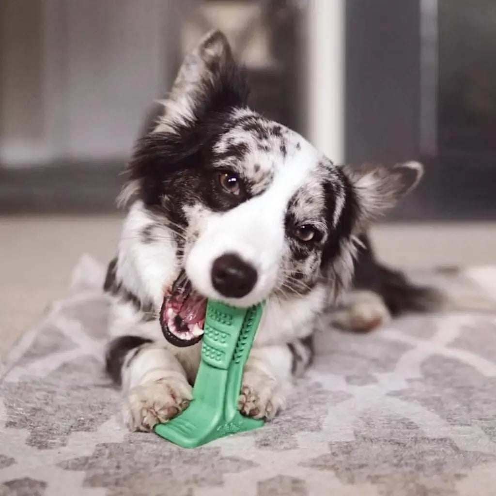   Brosse À Dents Pour Chien